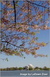 Cherry Blossom LD