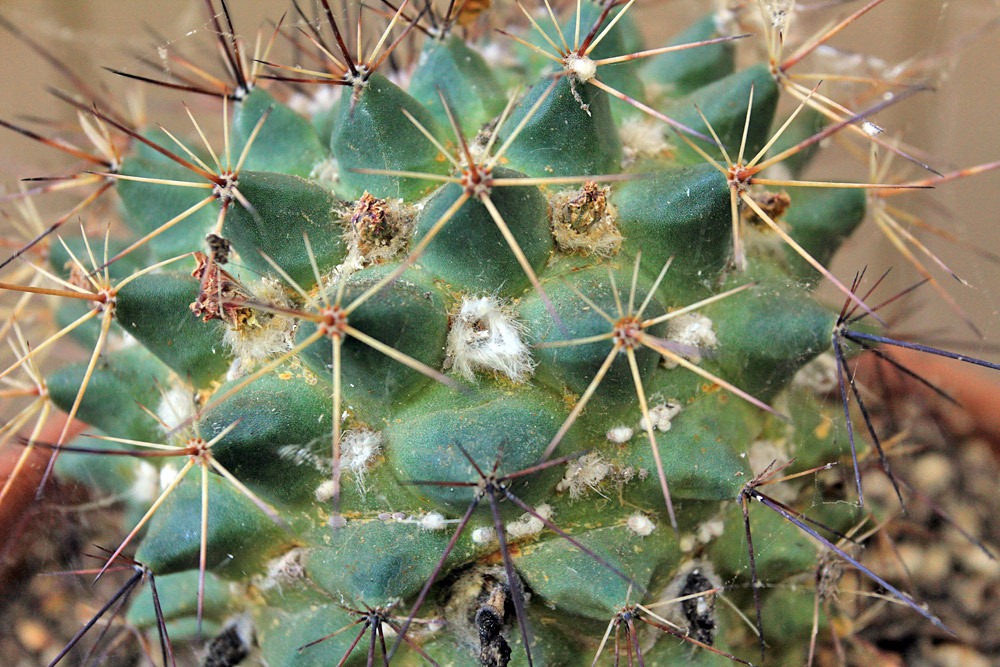 [120713_Mammillaria-bocensis-with-mealy-bugs_02%255B6%255D.jpg]