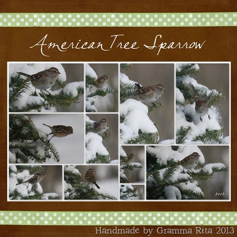 2-12 American Tree Sparrow  2012