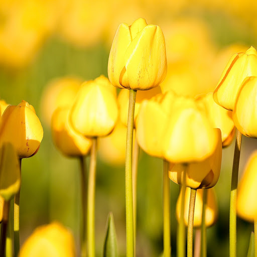 Hd-146045-ascw146045