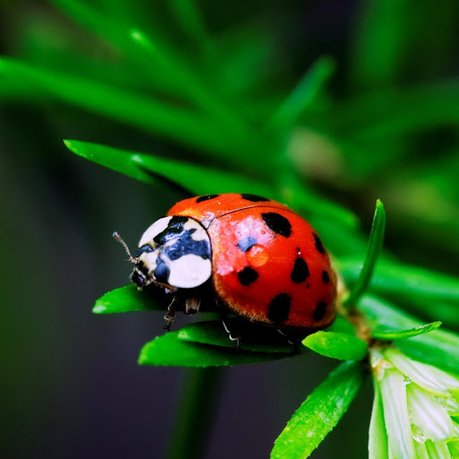 Hd-180387-ascw180387