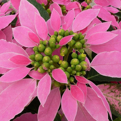 Hd-149192-ascw149192