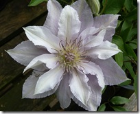 smeaton clematis