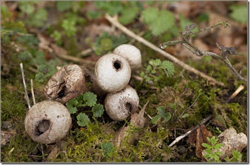 Old Puffball Fungi
