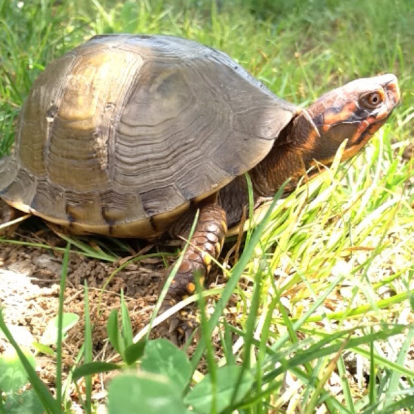 Three-toed box turtle | Project Noah