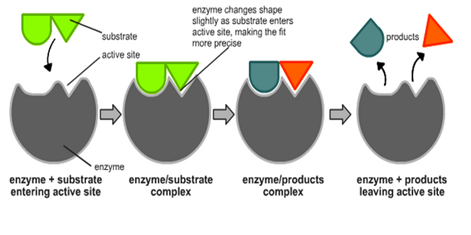 Cara kerja enzim