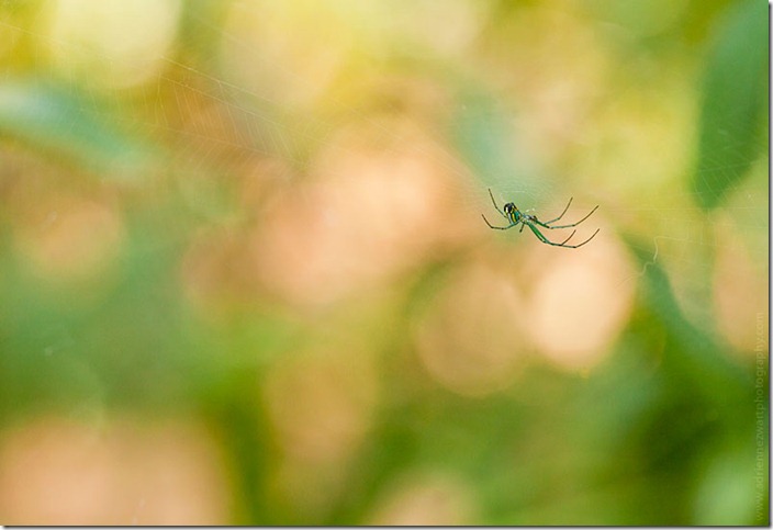 green garden spider - photo by adrienneinohio.blogspot.com