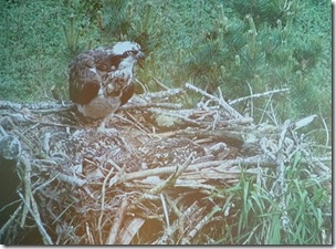 mother osprey and camoflaged chiicks