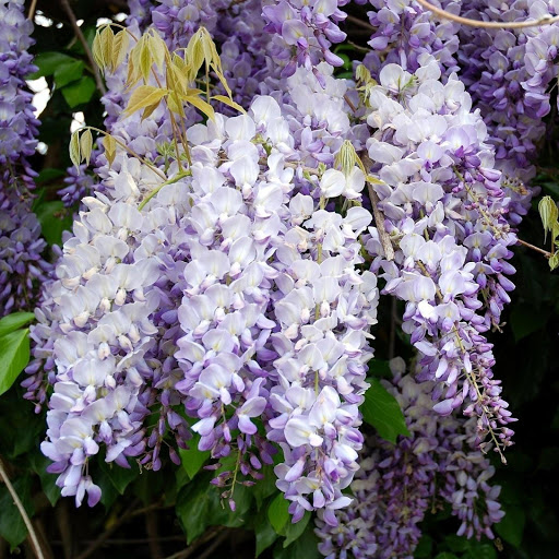 Hd-149194-ascw149194