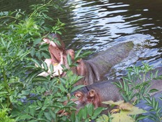 2013.08.04-024 hippopotames