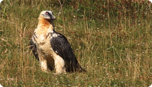 Gipeto3_scheda_specie_grande Gipeto3_scheda_specie_grande