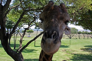 Pulling faces, Giraffe, Lion Park Johannesburg