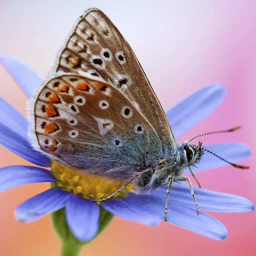 Hd-184957-ascw184957