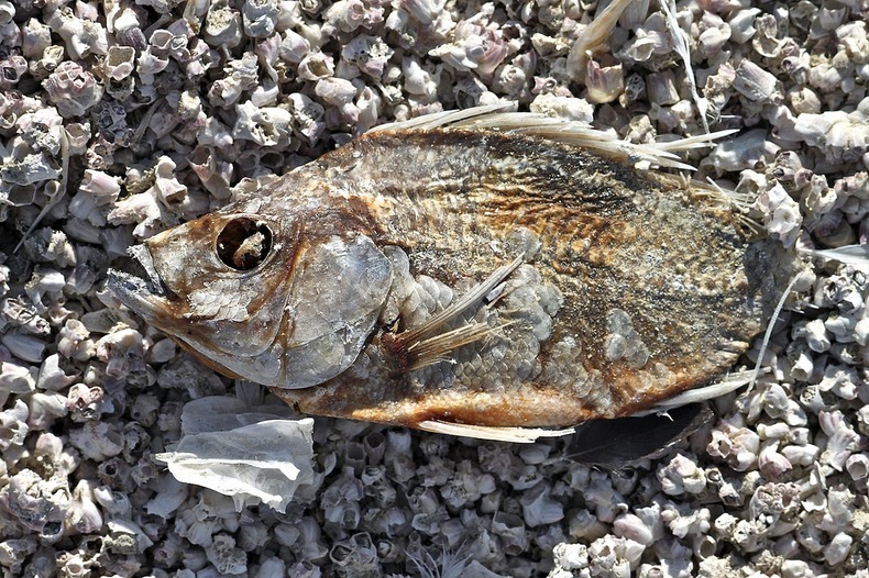 salton-sea-15 salton-sea-15