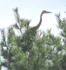 great blue heron 7.30.13 young one on pine tree learning to fly2