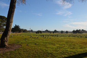 big fast ducks on the golf course at the Naval Military Family Camp Monterey Pines