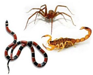 Quem e mais venenoso_ o escorpiao, a aranha ou a cobra[14]