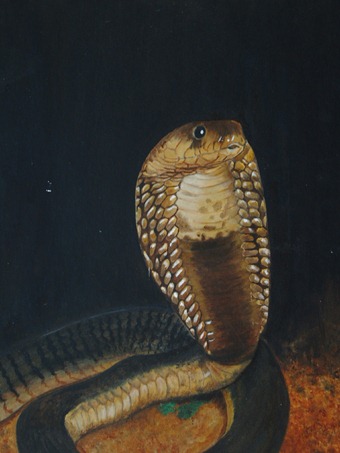tracey snyman egyptian cobra