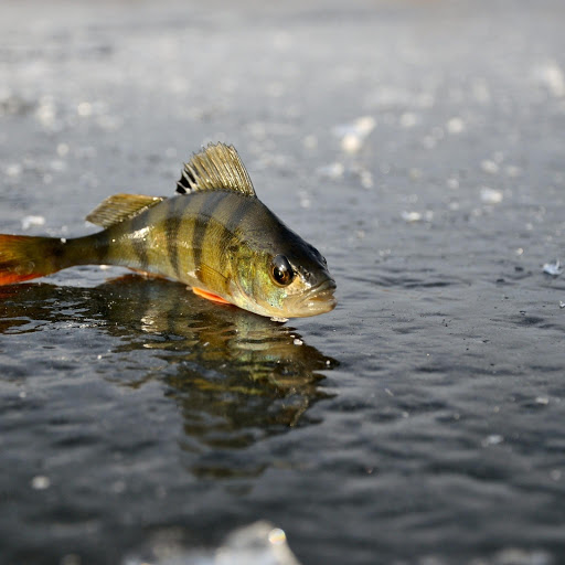 Hd-178105-ascw178105