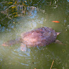 Florida softshell turtle