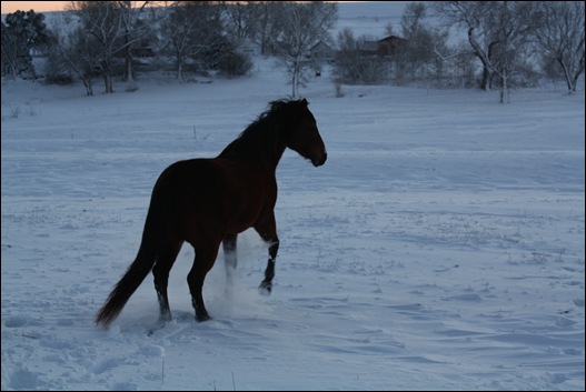 snow horses 058