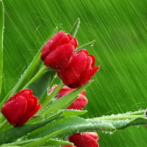 Hd-162677-ascw162677