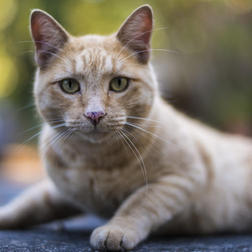 Hd-176720-ascw176720