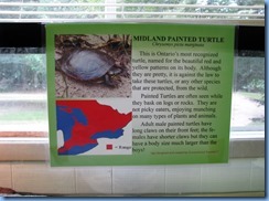 7192 Restoule Provincial Park - Visitor Centre - painted turtle info