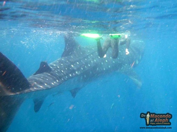 Viajar a Isla Holbox Nadar con el Tiburon Ballena 9