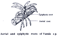 Clinging roots Vanda