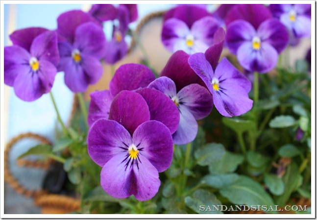 Purple Violas 