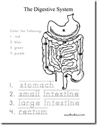 digestivesystemworksheet