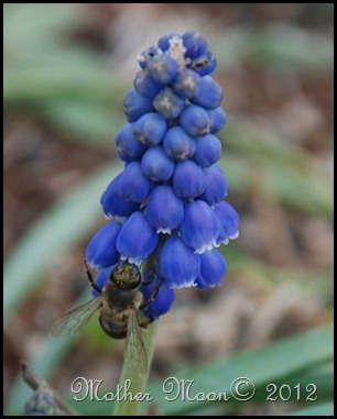 blue and bee 2012