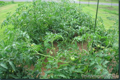 tomatoes0621 (1)