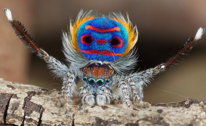 peacock-spider-1