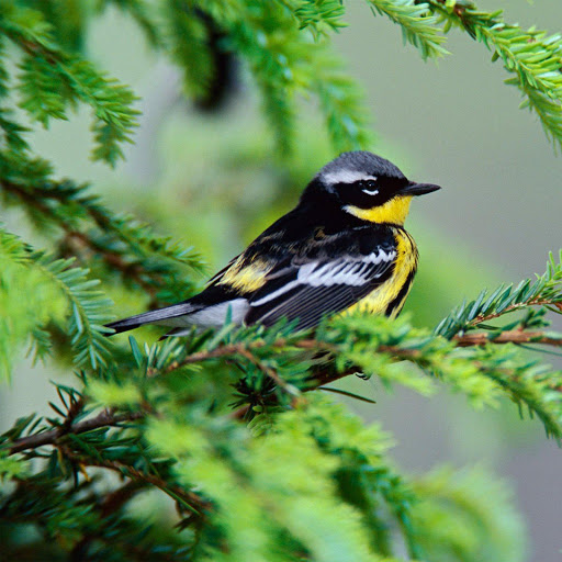 Hd-155132-ascw155132