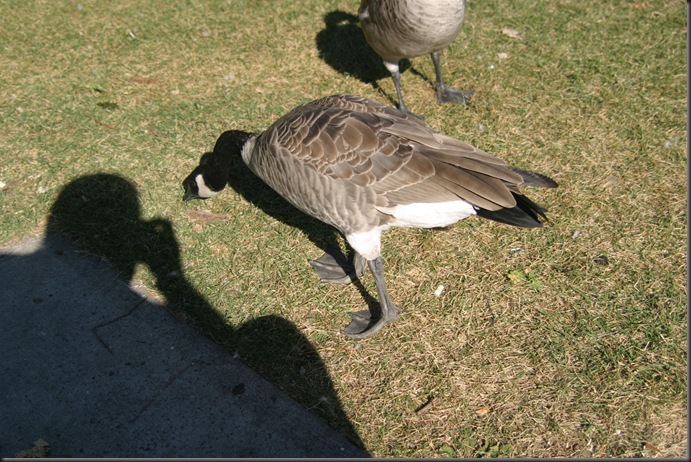 Geese at my feet