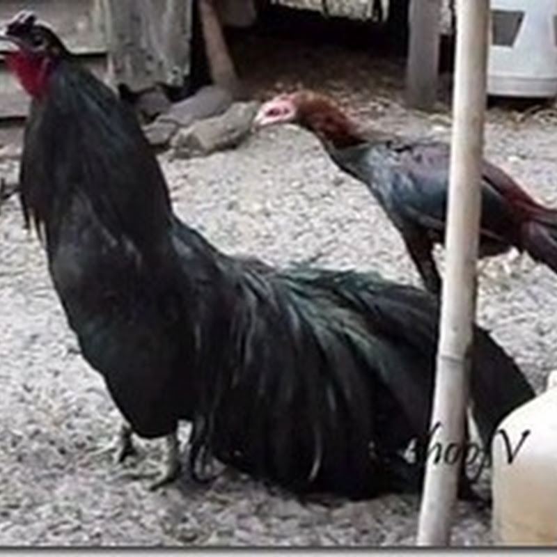 Ayam Bangkok Aduan Budidaya ayam Birma Saigon Vietnam Import Ayam laga