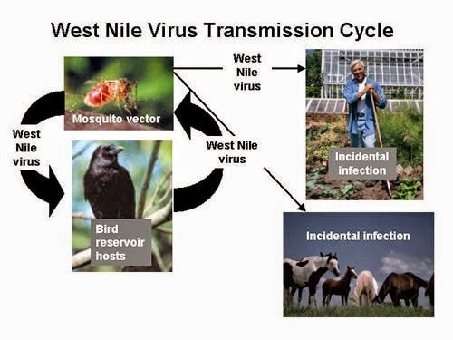 [West_Nile_virus_transmission_cycle3.jpg]