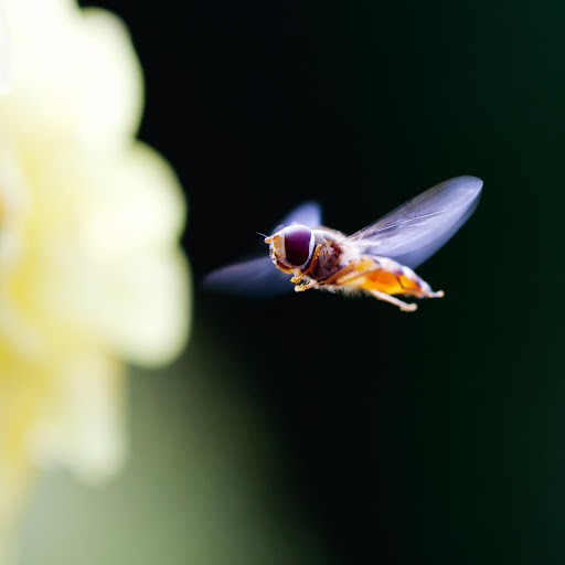 Hd-136331-ascw136331