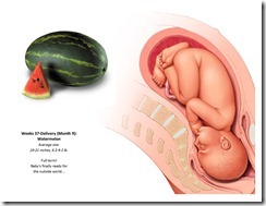 Fetal Size Chart wk37-42