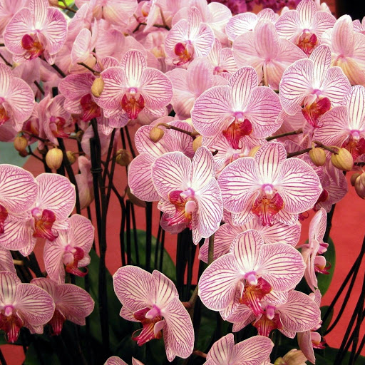 Hd-160832-ascw160832