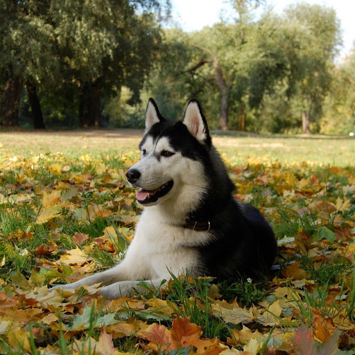 Hd-173692-ascw173692