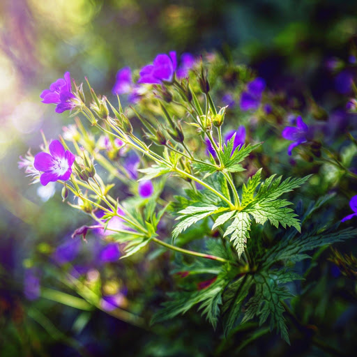 Hd-151966-ascw151966