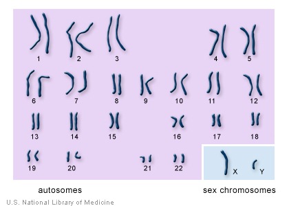autosomes and sex chromosomes