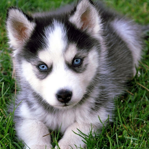 Hd-175915-ascw175915