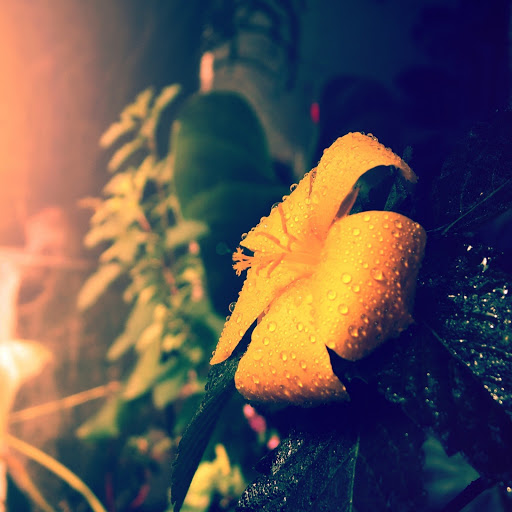 Hd-171740-ascw171740