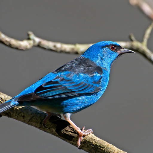 Hd-158201-ascw158201