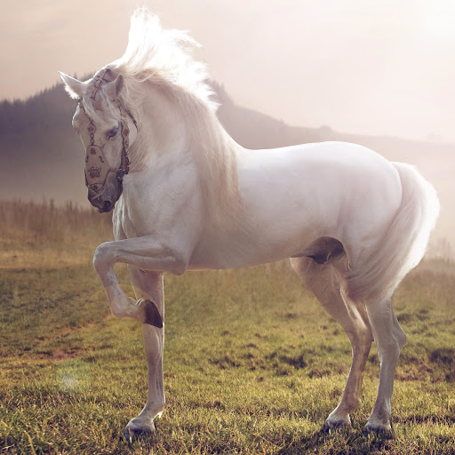 Hd-160975-ascw160975