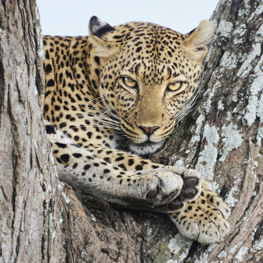 Hd-181640-ascw181640